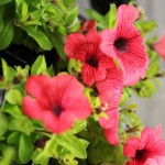 m_IMG_0024