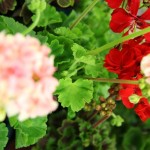 m_IMG_0026